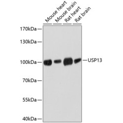 USP13 Rabbit pAb
