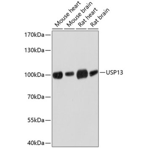 USP13 Rabbit pAb