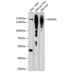 NRXN3 Rabbit pAb