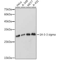 14-3-3 sigma Rabbit pAb