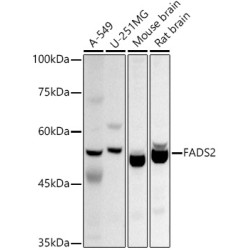 FADS2 Rabbit pAb