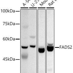 FADS2 Rabbit pAb