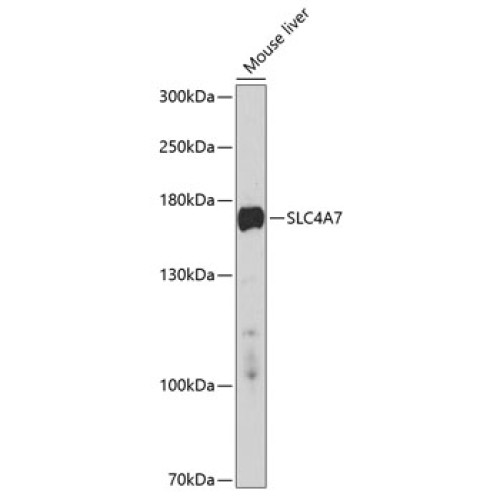 SLC4A7 Rabbit pAb