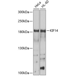KIF14 Rabbit pAb