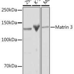 Matrin 3 Rabbit mAb