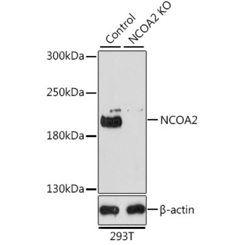 [KO Validated] NCOA2 Rabbit pAb