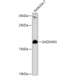 GADD45G Rabbit pAb