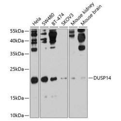 DUSP14 Rabbit pAb