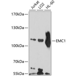 EMC1 Rabbit pAb