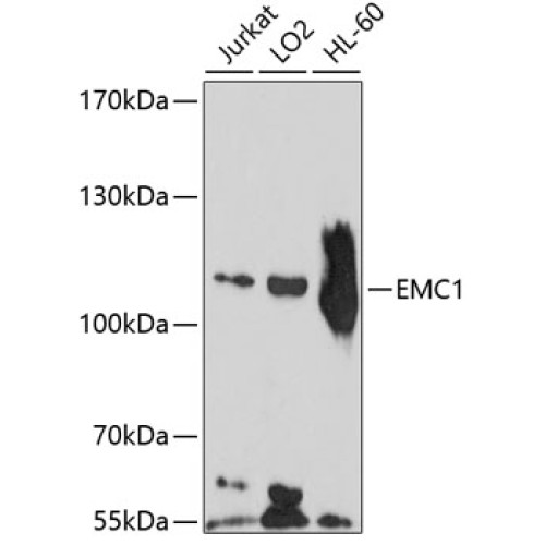 EMC1 Rabbit pAb