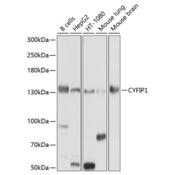 CYFIP1 Rabbit pAb
