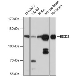 BICD2 Rabbit pAb