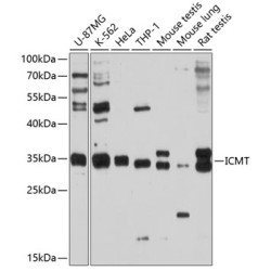 ICMT Rabbit pAb