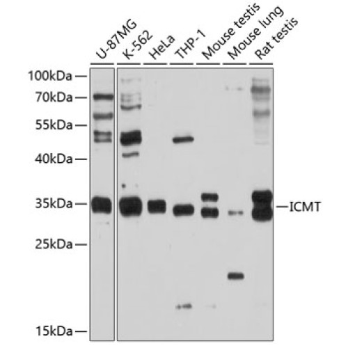 ICMT Rabbit pAb