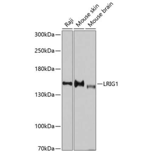 LRIG1 Rabbit pAb