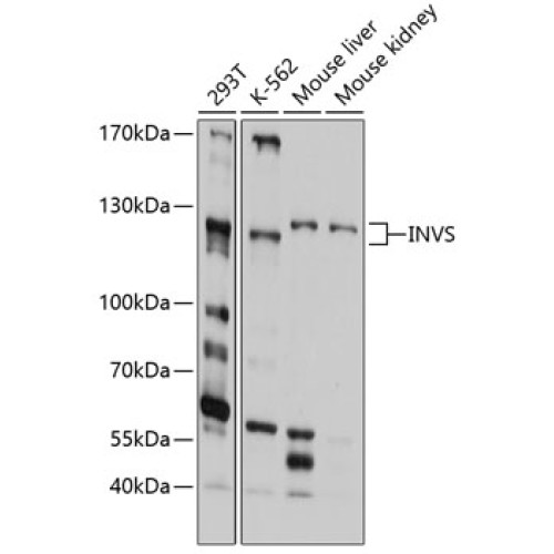 INVS Rabbit pAb