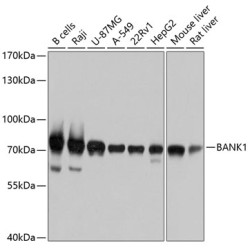 BANK1 Rabbit pAb