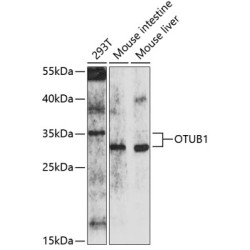 OTUB1 Rabbit pAb