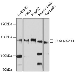 CACNA2D3 Rabbit pAb