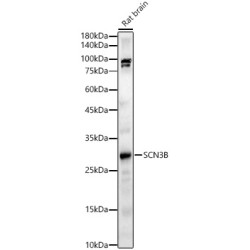 SCN3B Rabbit pAb