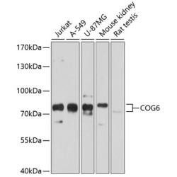 COG6 Rabbit pAb