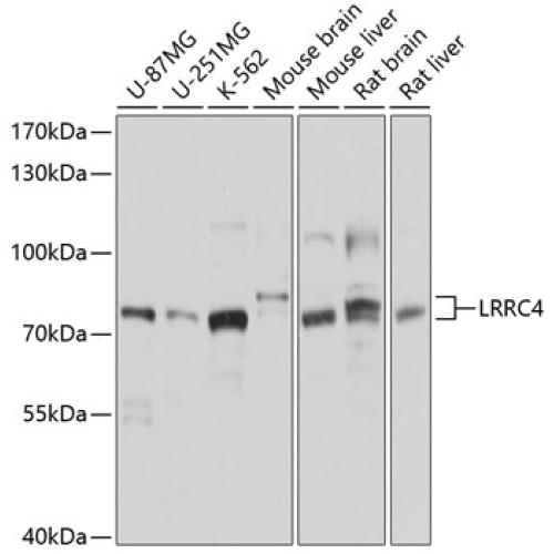 LRRC4 Rabbit pAb