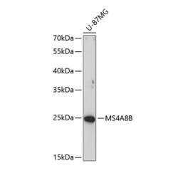 MS4A8B Rabbit pAb
