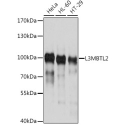 L3MBTL2 Rabbit pAb