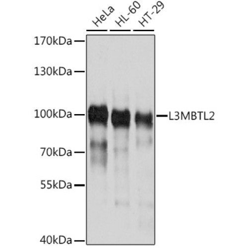 L3MBTL2 Rabbit pAb