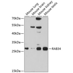 RAB34 Rabbit pAb
