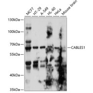 CABLES1 Rabbit pAb