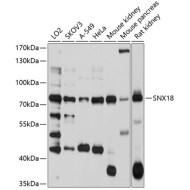 SNX18 Rabbit pAb