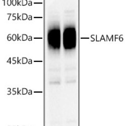 SLAMF6 Rabbit pAb