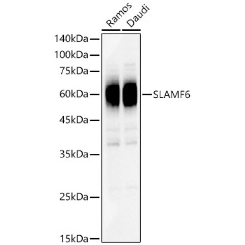 SLAMF6 Rabbit pAb