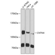CNTN4 Rabbit pAb