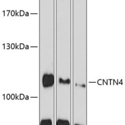 CNTN4 Rabbit pAb