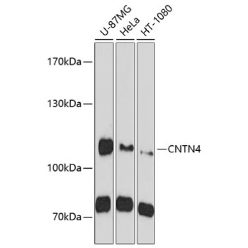 CNTN4 Rabbit pAb