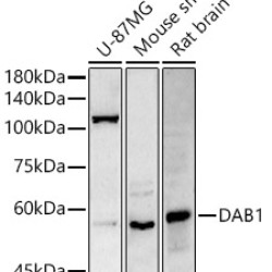 DAB1 Rabbit pAb
