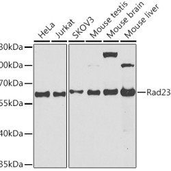 Rad23B Rabbit pAb