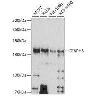 DIAPH3 Rabbit pAb
