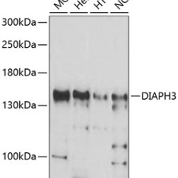 DIAPH3 Rabbit pAb