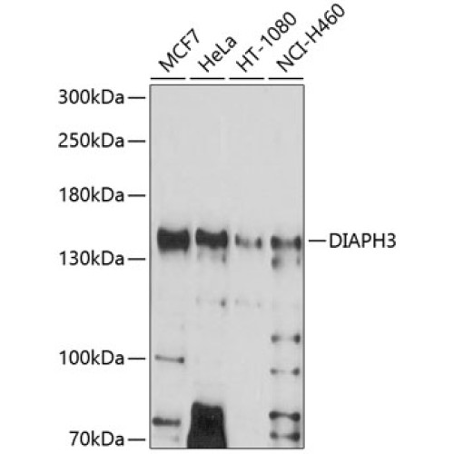 DIAPH3 Rabbit pAb