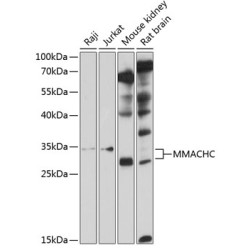 MMACHC Rabbit pAb