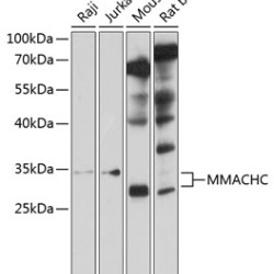 MMACHC Rabbit pAb