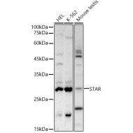 StAR Rabbit pAb