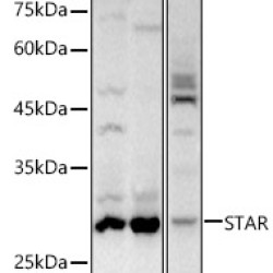 StAR Rabbit pAb