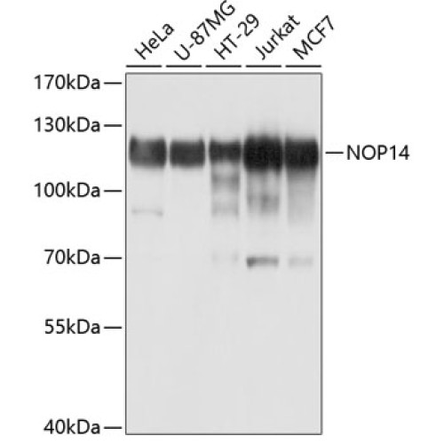 NOP14 Rabbit pAb