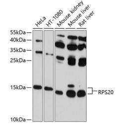 RPS20 Rabbit pAb