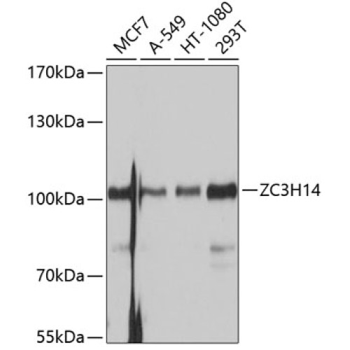 ZC3H14 Rabbit pAb