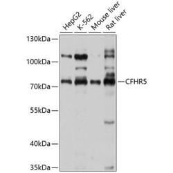 CFHR5 Rabbit pAb